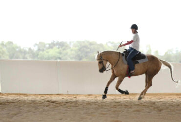 Quality Western Trained Horse