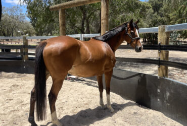 Stunning and sweet TB mare