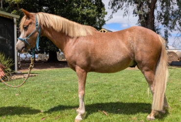 Welsh A gelding