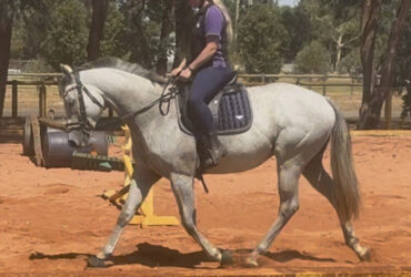 6 year old gelding suit pleasure riding