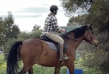 Cleveland Bay gelding with a fantastic attitude and kind nature