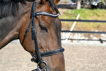 Sweet sensible and ready to find his forever home