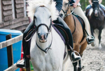 Junior stable hand – immediate start