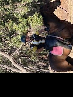 Registered Quarter Horse Gelding – approx 15hh