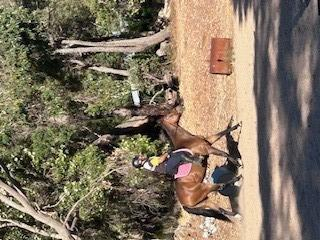 Registered Quarter Horse Gelding – approx 15hh