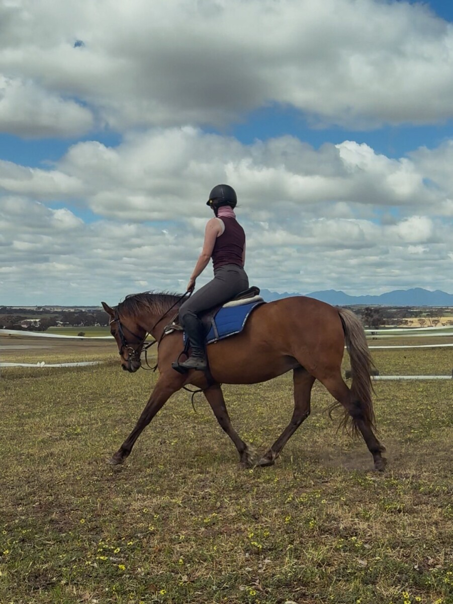 Silver Bay 14.2 Registered welsh x TB mare