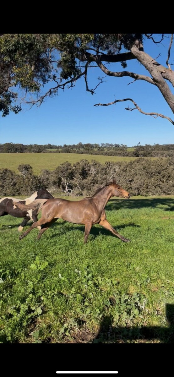 Silver Bay 14.2 Registered welsh x TB mare