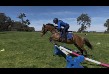 Silver Bay 14.2 Registered welsh x TB mare