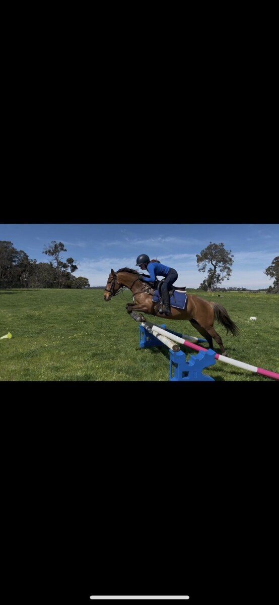 Silver Bay 14.2 Registered welsh x TB mare