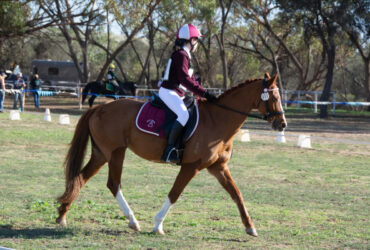 Lovely All-Rounder Pony