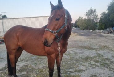 Young otttb mare – showjump/dressage/broodmare prospect