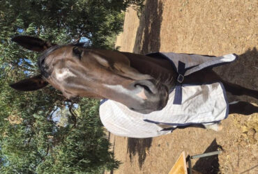 Smarty, 5YO, 14.3 hh thoroughbred mare