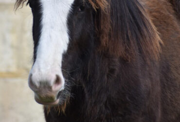 For Sale Smokey Black Purebred Gypsy Cob Filly