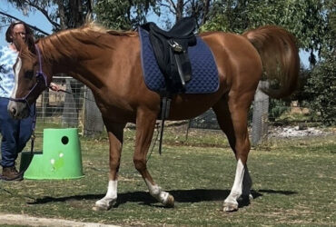 Stunning Arabian Mare