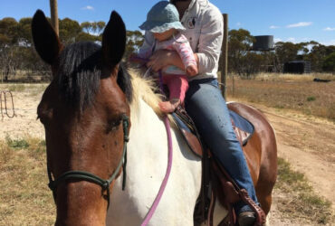 Handsome Bay Tabiano Waler x Brumby