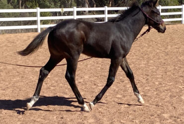 Stunning Dark bay colt bred as a sports horse looks to be a show horse