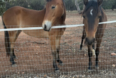 Waler, Clydie, Stockhorse Filly