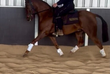 Beautiful show pony