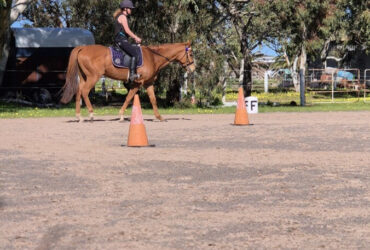 5 y/o Chestnut Thoroughbred Mare