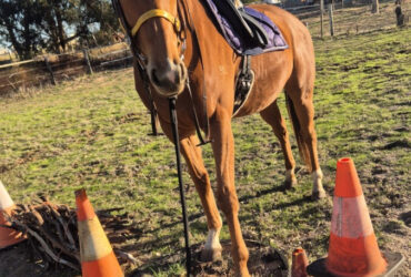 5 y/o Chestnut Thoroughbred Mare