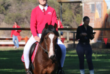 Competitive Welsh X Arab Gelding