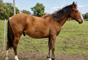Beautiful Waler Colt