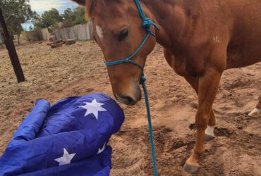 5 y/o Chestnut Thoroughbred Mare