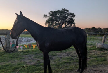 Regret Junor downs stockhorse mare