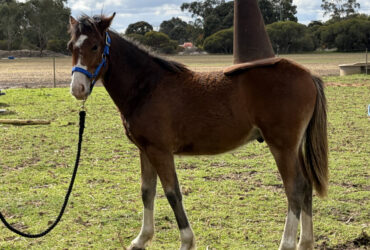 Handsome Calm Youngster