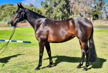 ASH x QH A1-13463 | 6yo Mare | 15.3hh