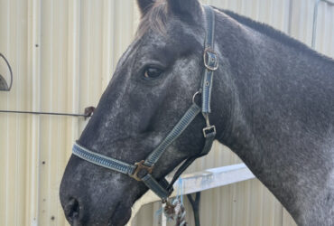 Stock Horse Appaloosa
