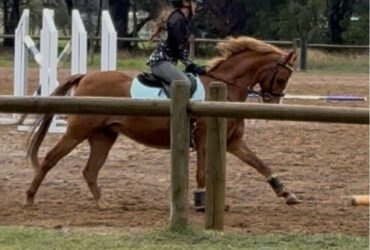 Talented Riding pony