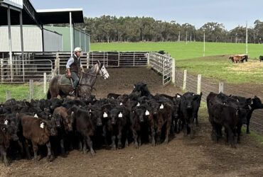 Stockhorse gelding for all disciplines
