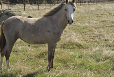 19month old Welsh cross Riding Pony