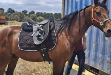 “Rodger James” Standardbred