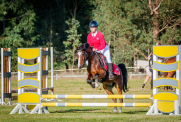 Competitive Welsh X Arab Gelding