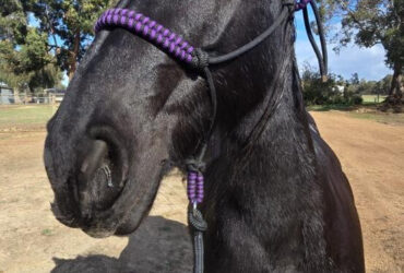 Friesian Mare