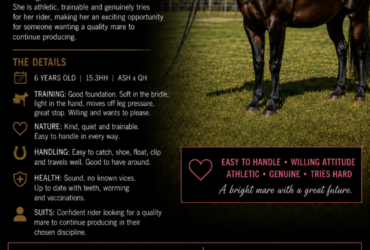 ASH x QH A1-13463 | 6yo Mare | 15.3hh