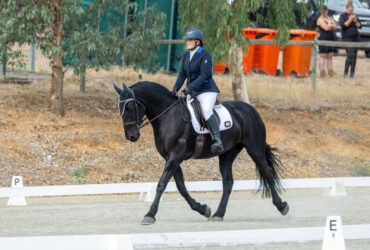Friesian Warmblood Gelding looking for his Best Friend