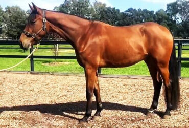 Exciting 3yo Dressage gelding