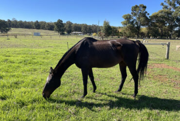Pretty TB mare