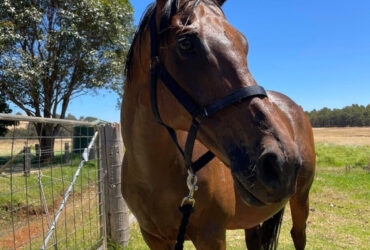 chunk TB gelding