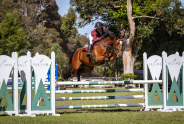 Warmblood Mare