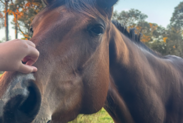 Star-spangle Banner Mare