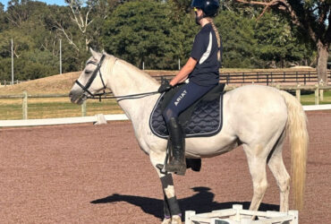 Quality Interschool, Pony Club & All-Round Schoolmaster