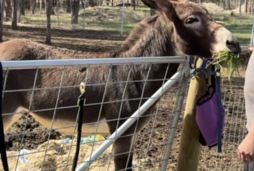 2 year old Donkey