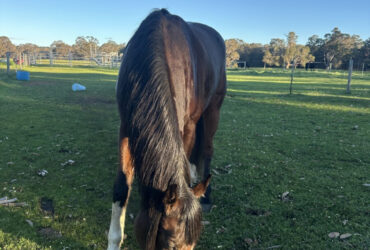 URGENT SELLING stunning pure bred Arabian lovely mare