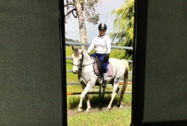 Beautiful Part Arabian Gelding