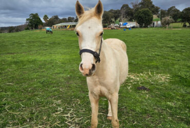 2yo stock x Arab filly