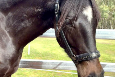 Sporthorse filly